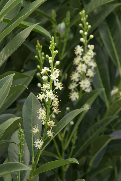 Schip Laurel (Prunus Laurocersasus 'Schipkaensis') - 2 Gallon Pot - Image 6