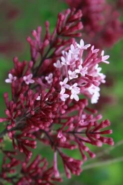 Red Pixie Lilac - Syringa Hybrid - 1 Gallon Pot
