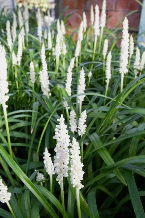 Monroe's White Liriope - Lilyturf - 10 Count Flat Of Pint Pots - Image 5