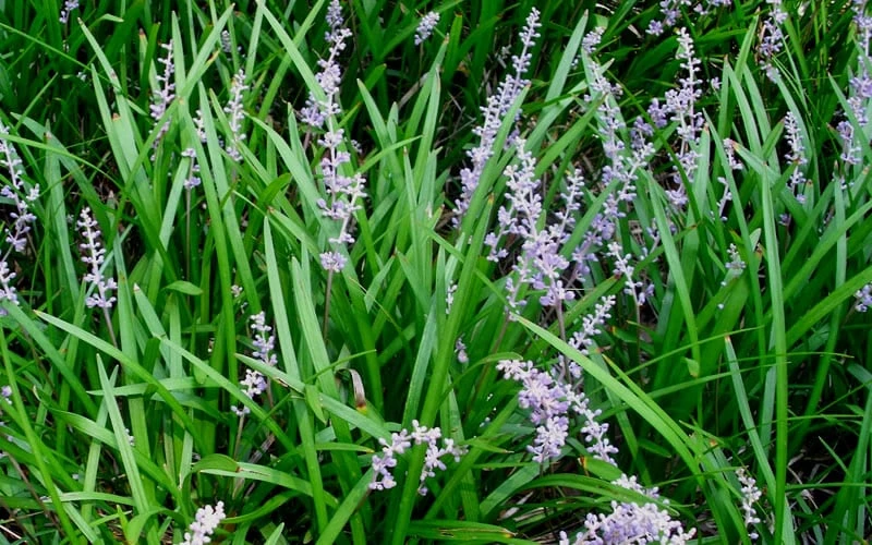 Creeping Lilyturf - Liriope Spicata - 3 Pack Of Pint Pots - Image 4