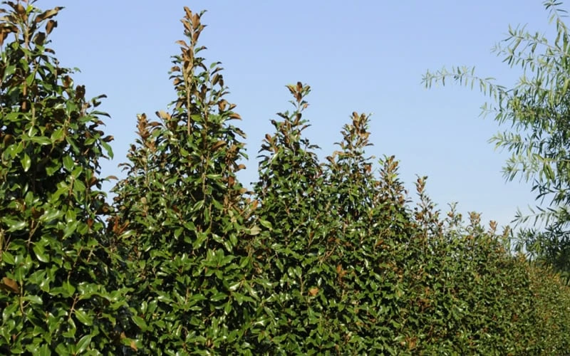 Brackens Brown Beauty Magnolia - 7 Gallon Pot (4-5') - Image 7