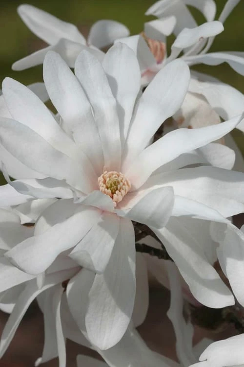 Centennial Star Magnolia - 3 Gallon Pot