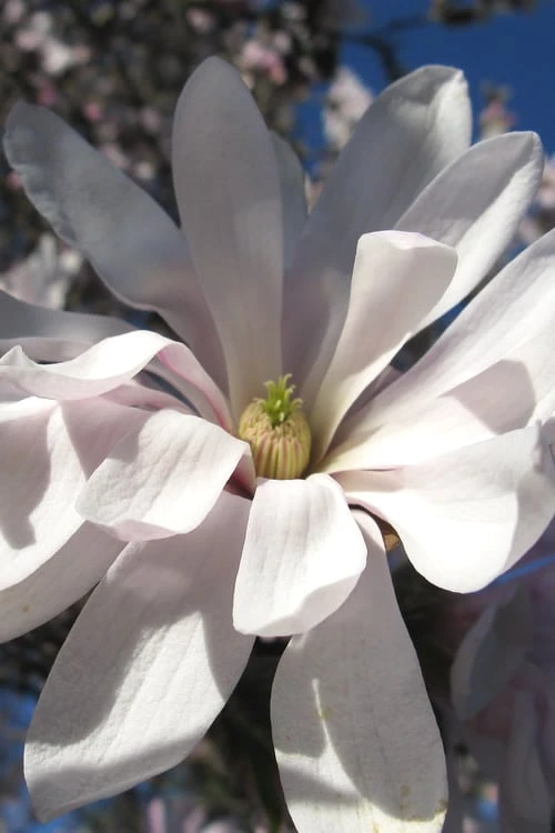 Centennial Star Magnolia - 1 Gallon Pot - Image 8