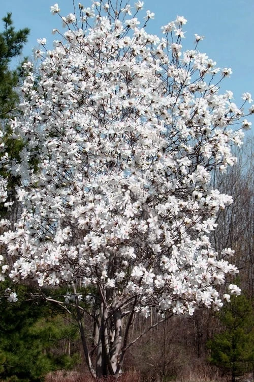 Centennial Star Magnolia - 1 Gallon Pot - Image 4