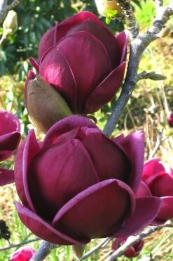 Genie Magnolia Tulip Tree - 3 Gallon Pot