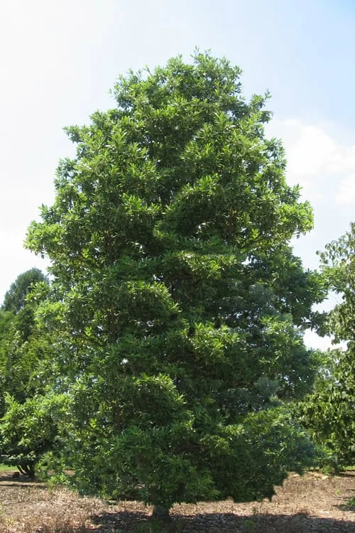 Green Shadow Sweetbay Magnolia Tree (Magnolia Virginiana) - 3 Gallon Pot (3-4') - Image 4