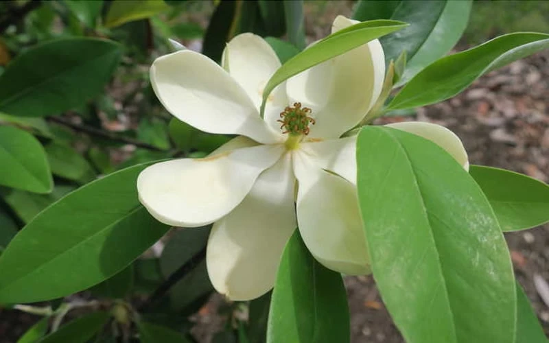 Green Shadow Sweetbay Magnolia Tree (Magnolia Virginiana) - 3 Gallon Pot (3-4') - Image 5