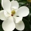 Little Gem Dwarf Southern Magnolia - 7 Gallon Pot (4-5')