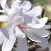 Royal Star Magnolia - 2 Gallon Pot