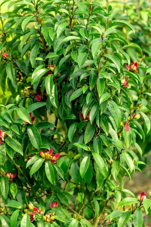 Stellar Ruby Magnolia X Figo - Banana Shrub Hybrid - 3 Gallon Pot - Image 4