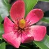 Stellar Ruby Magnolia X Figo - Banana Shrub Hybrid - 2 Gallon Pot