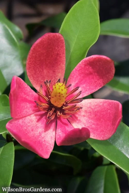 Stellar Ruby Magnolia X Figo - Banana Shrub Hybrid - 3 Gallon Pot