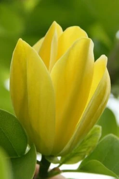 Yellow Bird Magnolia Tulip Tree - 3 Gallon Pot