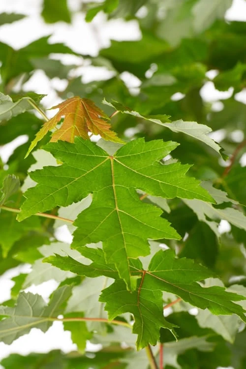 Autumn Blaze Maple - 2 Gallon Pot - Image 5