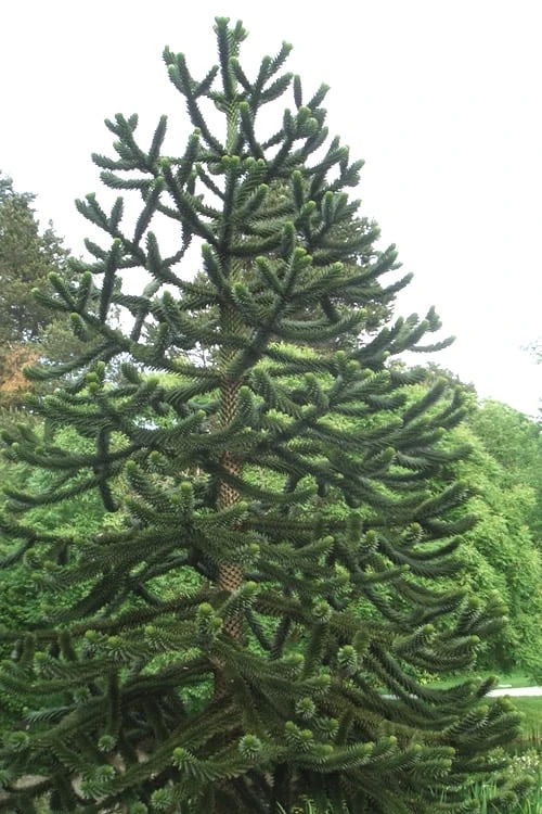 Monkey Puzzle Tree - Araucaria Auracana - 3 Gallon Pot - Image 5