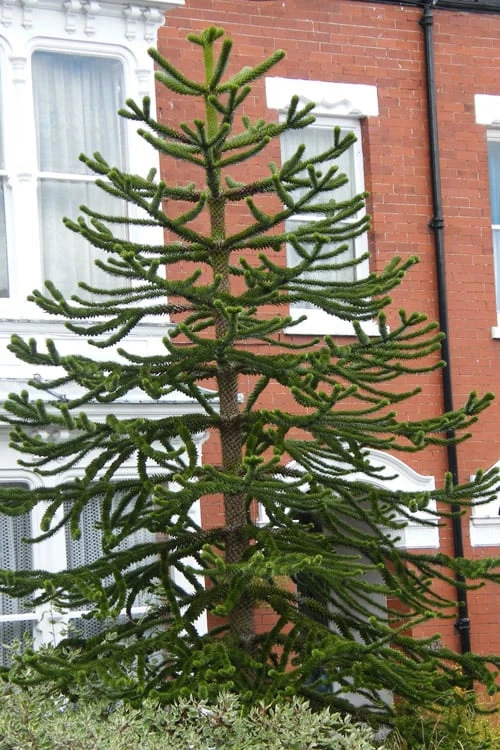 Monkey Puzzle Tree - Araucaria Auracana - 3 Gallon Pot - Image 4