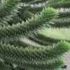 Monkey Puzzle Tree (Araucaria Auracana) - 8" Pot (16-18")