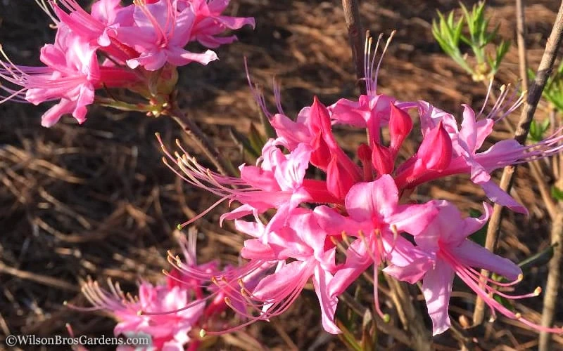Candy Striper Native Azalea - Rhododendron Canescens - 3 Gallon Pot - Image 4