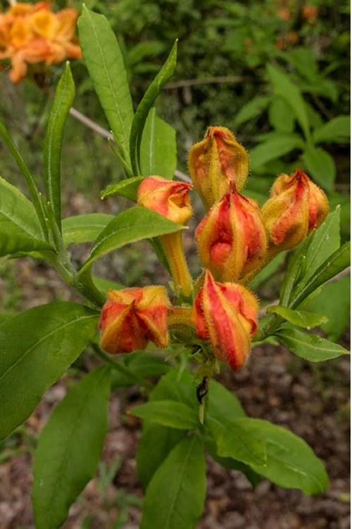 Flame Azalea (Rhododendron Calendulaceum) - 3 Gallon Pot - Image 5