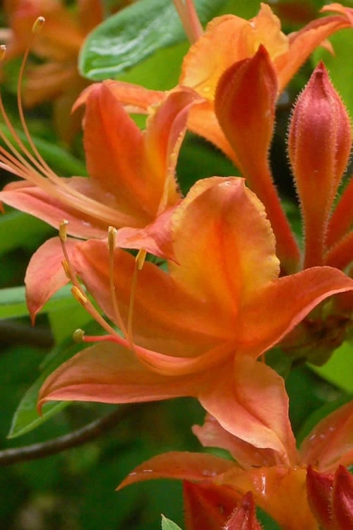 Flame Azalea (Rhododendron Calendulaceum) - 3 Gallon Pot - Image 8