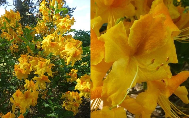 King's Wizard Aromi Azalea (Rhododendron Hybrid) - 3 Gallon Pot - Image 4