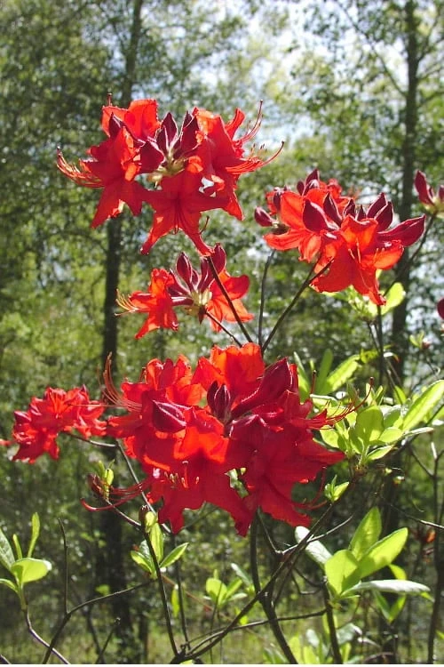 Radiant Red Aromi Azalea (Rhododendron Hybrid) - 3 Gallon Pot - Image 4