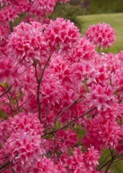 Rosy Lights Cold Hardy Azalea (Rhododendron) - 3 Gallon Pot