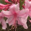 Spring Sensation Aromi Azalea (Rhododendron Hybrid) - 1 Gallon Pot