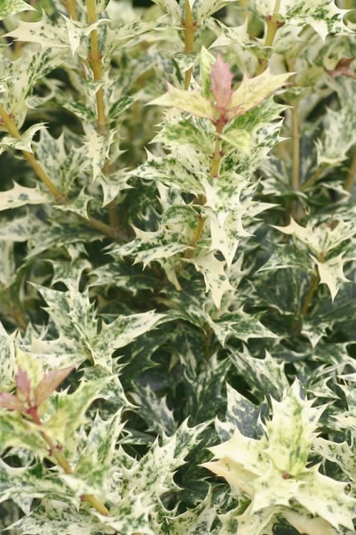 Goshiki Osmanthus (Variegated False Holly) - 7 Gallon Pot - Image 5