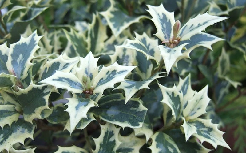 Fragrant Variegated Tea Olive - Osmanthus Heterophyllus 'Variegatus' - 3 Gallon Pot - Image 4