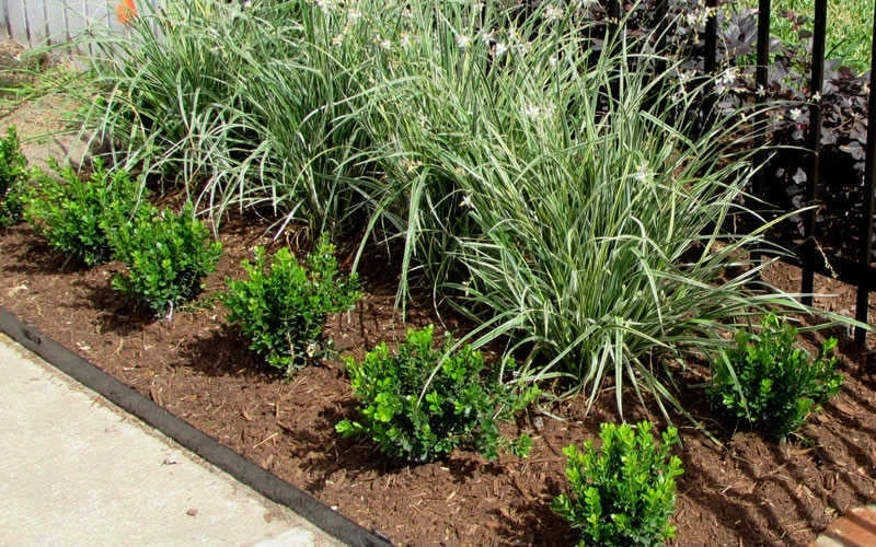 Baby Gem Boxwood - 6 Pack Of 1 Gallon Pots - Image 5