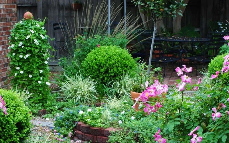 Baby Gem Boxwood - 6 Pack Of 1 Gallon Pots - Image 8