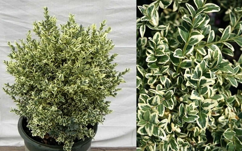 Dwarf Variegated Boxwood - 5 Gallon Pot - Image 5
