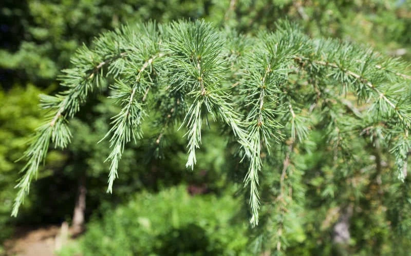 Deodar Cedar - 5 Gallon Pot (4-5') - Image 6