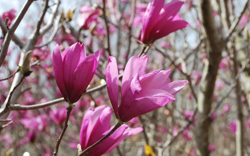 Ann Magnolia Tulip Tree - 3 Gallon Pot - Image 7