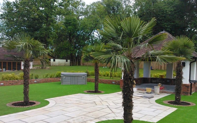 Windmill Cold Hardy Palm Tree - 1 Gallon Pot - Image 6