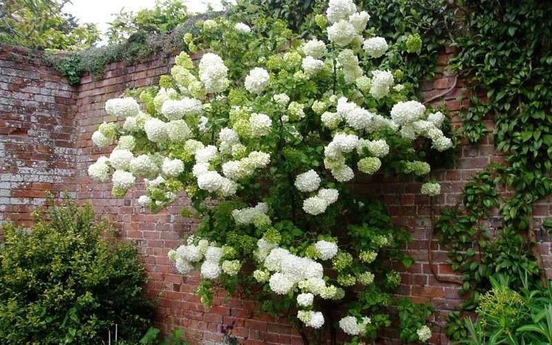Chinese Snowball Viburnum Bush - 3 Gallon Pot - Image 6