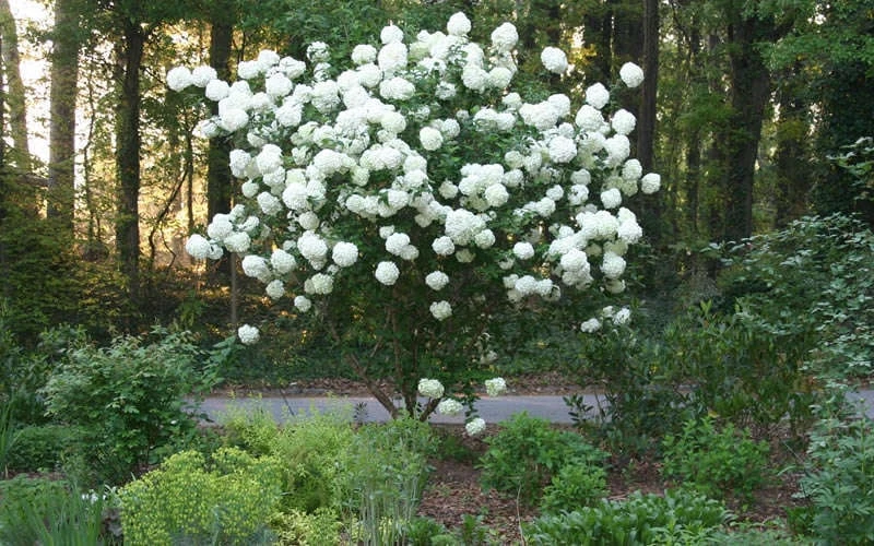 Chinese Snowball Viburnum Bush - 6 Pack Of 1 Gallon Pots - Image 7