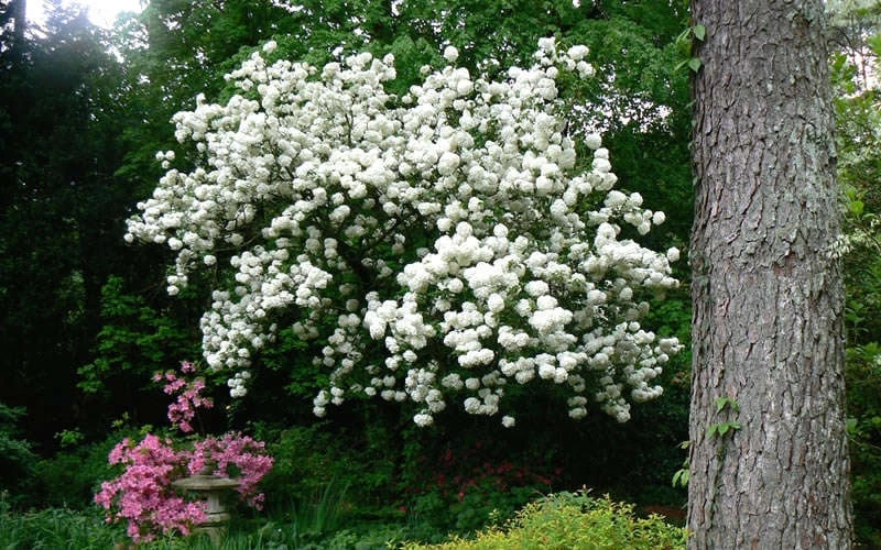 Chinese Snowball Viburnum Bush - 3 Gallon Pot - Image 8