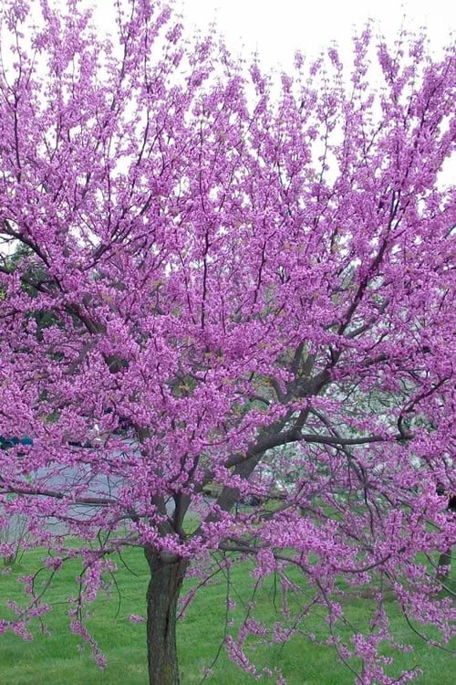 Eastern Redbud - 3 Gallon Pot