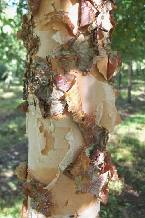 River Birch Tree (Betula Nigra) - 3 Gallon Pot (Multi Trunk) - Image 4