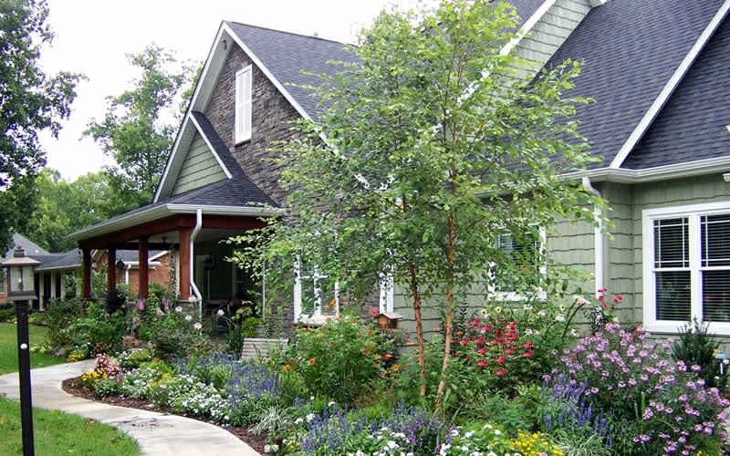 River Birch Tree (Betula Nigra) - 3 Gallon Pot (Multi Trunk) - Image 6