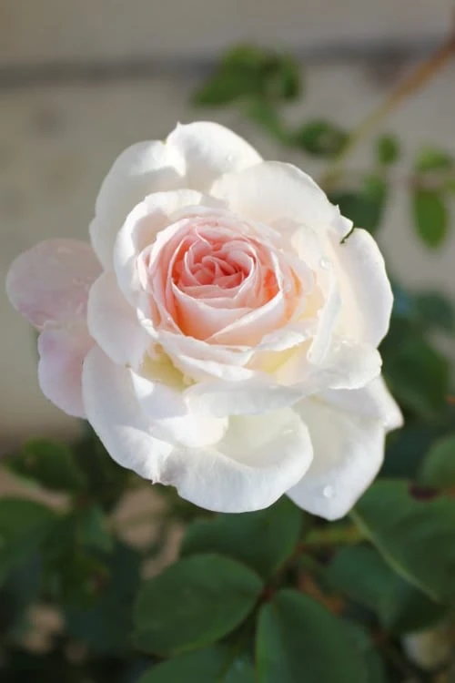 Brindabella Touch Of Pink Shrub Rose - 2 Gallon Pot - Image 6