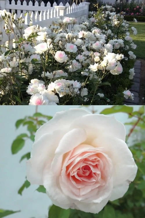 Brindabella Touch Of Pink Shrub Rose - 2 Gallon Pot - Image 4