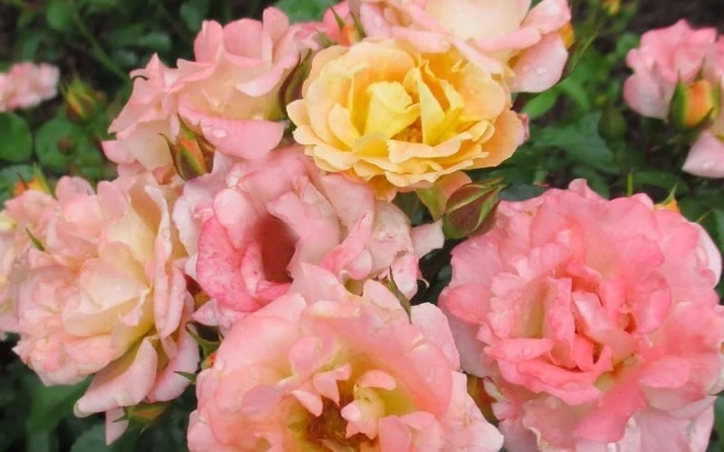 Peach Drift Groundcover Rose - 1 Gallon Pot - Image 4