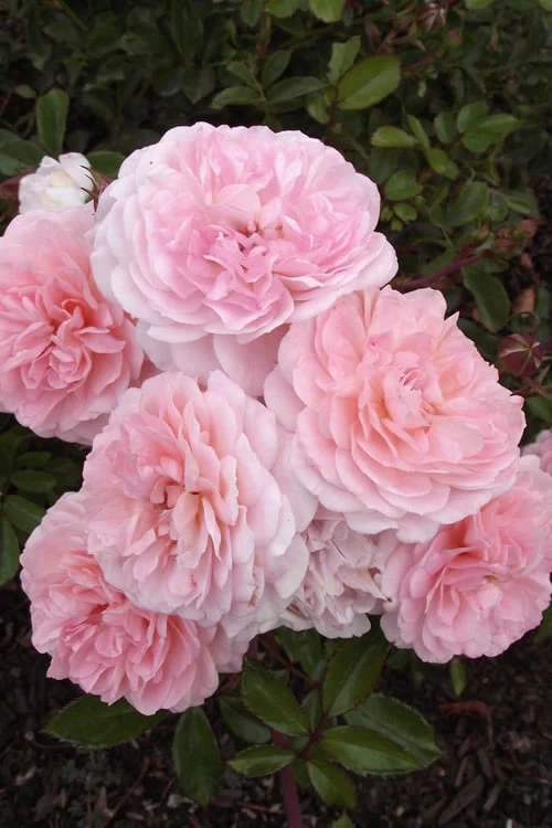 Sweet Drift Groundcover Rose - 1 Gallon Pot - Image 6