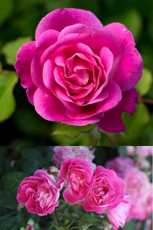 Easy To Please Rose - 3 Gallon Pot - Image 4