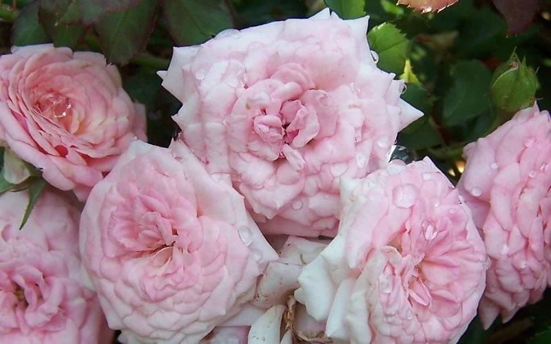 Sweet Drift Groundcover Rose - 1 Gallon Pot - Image 4