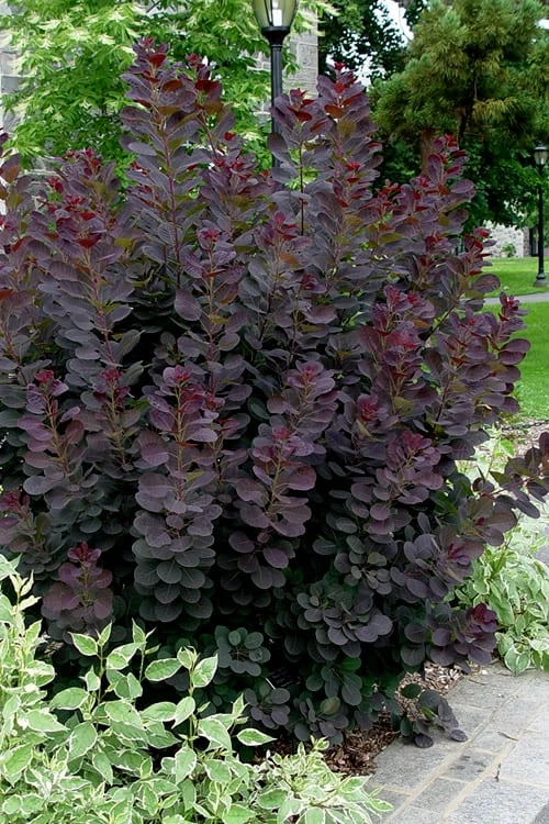 Royal Purple Smoke Tree (Smokebush) - 5 Gallon Pot - Image 6