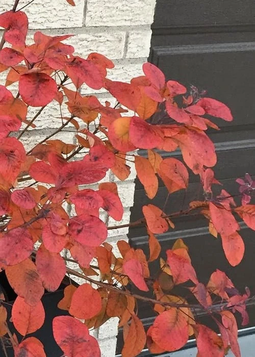 Winecraft Black Smokebush - Cotinus Coggygria - 5 Gallon Pot - Image 7